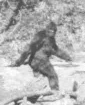 bigfoot1.jpg