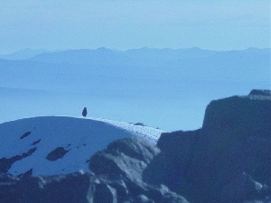 silverstar mountain bigfoot.jpg